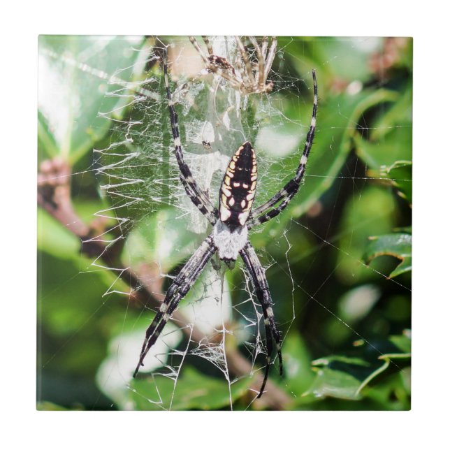 Svart & gula den keramiska Argiopeträdgårdspindeln Kakelplatta (Framsidan)