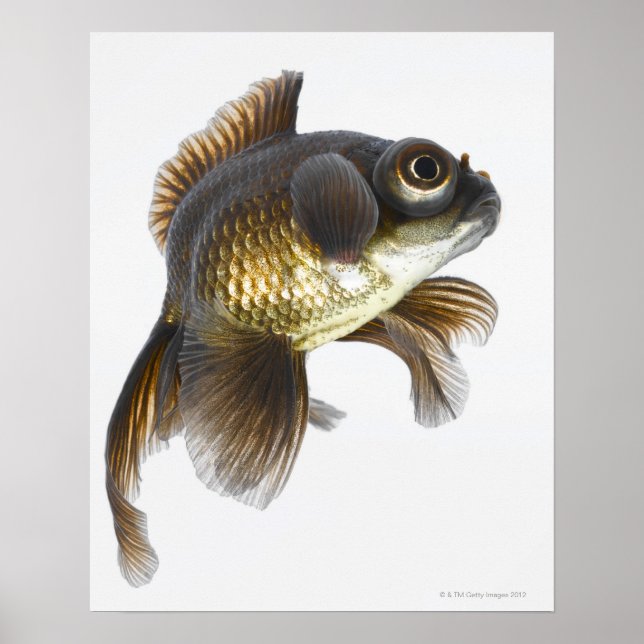 Svart guldfisk (Carassius auratus) 2 Poster (Framsidan)