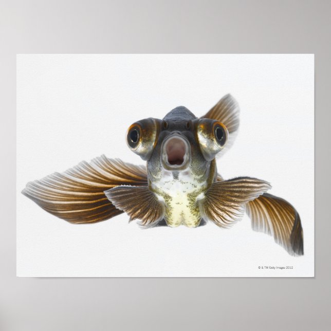 Svart guldfisk (Carassius auratus) 2 Poster (Framsidan)