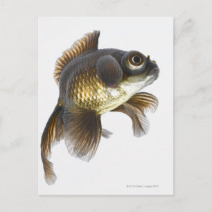 Svart guldfisk (Carassius auratus) 2 Vykort