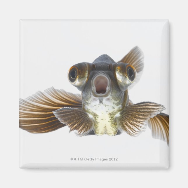 Svart guldfisk (Carassius auratus) Magnet (Framsidan)