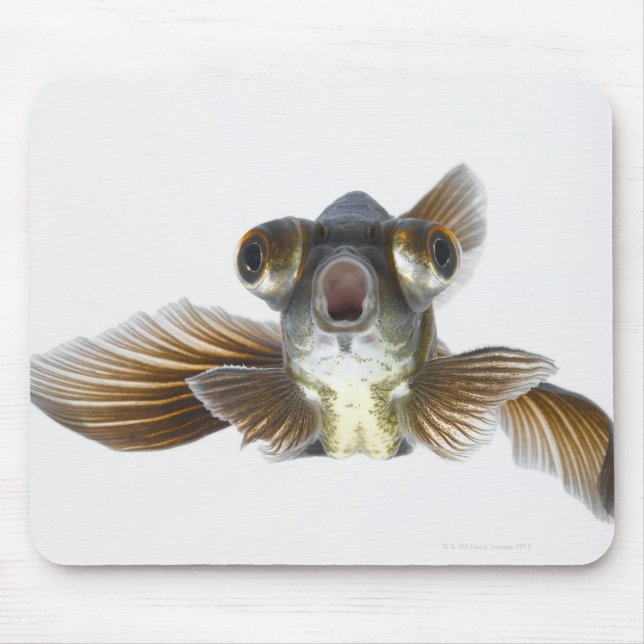 Svart guldfisk (Carassius auratus) Musmatta (Framsidan)