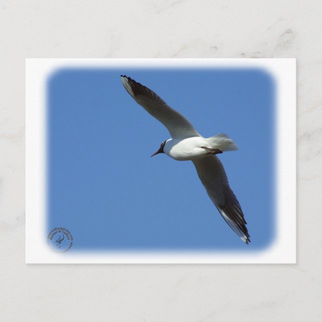 Svart Gull 8R32D-04 Vykort (Framsida)