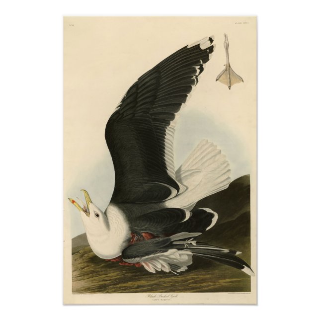 Svart gull från Audubon's Birds of America Fototryck (Framsidan)