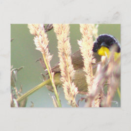 Svart Gult Bird Photo Postcard Vykort