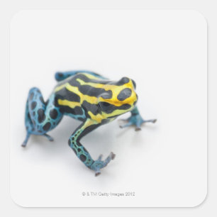 Svart, Gult och blåvitling groda Fyrkantigt Klistermärke