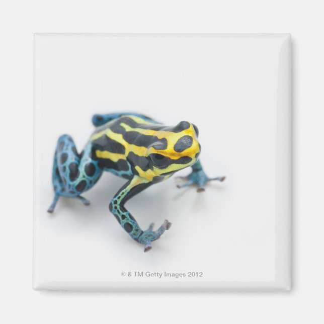 Svart, Gult och blåvitling groda Magnet (Framsidan)