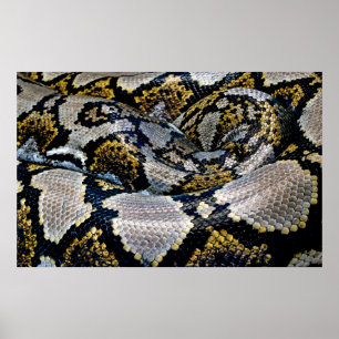 Svart, gult och grått python poster