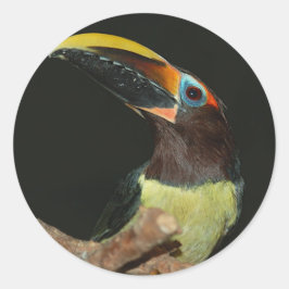 Svart halsduk av aracari Toucan Runt Klistermärke