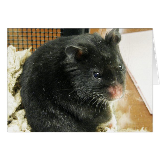 Svart Hamster Hälsningskort (Framsidan Horizontal)