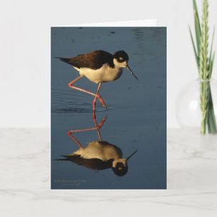 Svart-Hånglad stylta för WaterfowlShorebird Kort