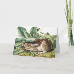 Svart hare (Lepus negricaudatus) Kort