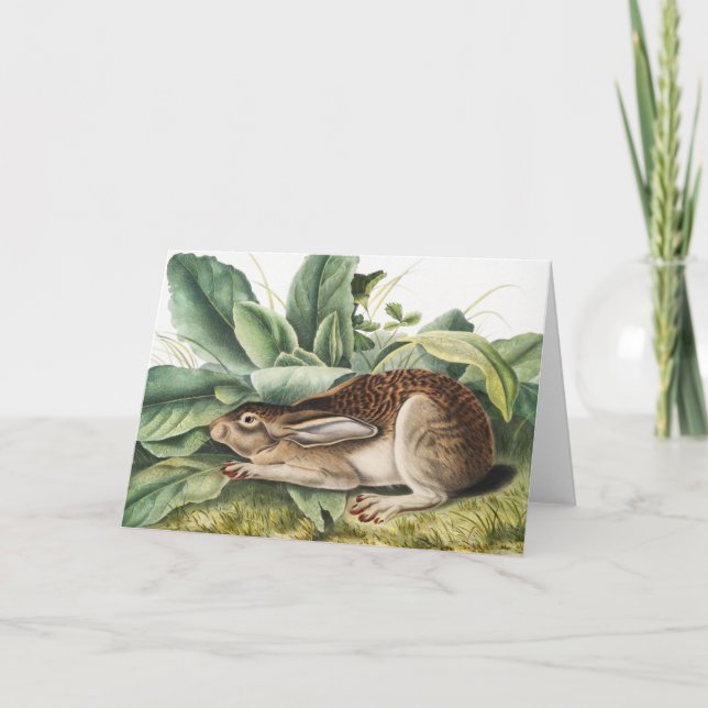 Svart hare (Lepus negricaudatus) Kort (Framsida)