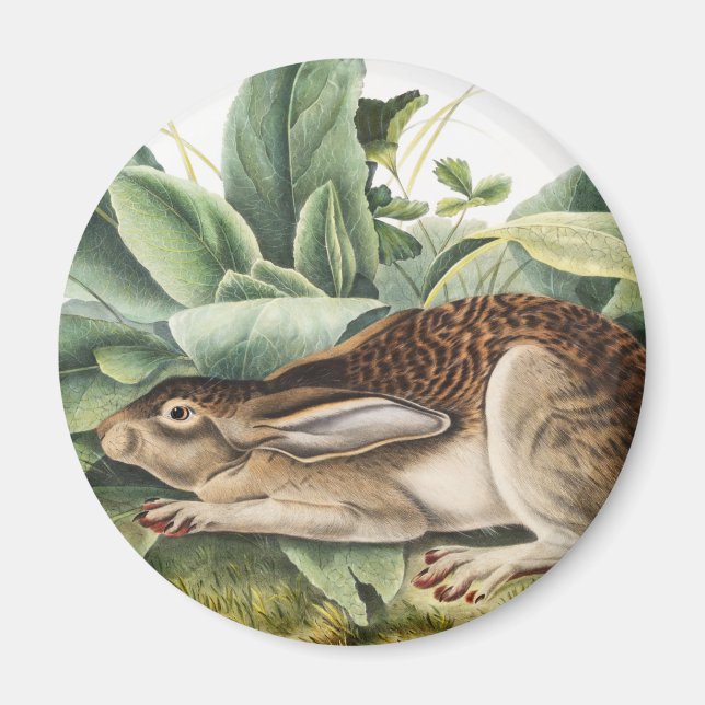 Svart hare (Lepus negricaudatus) Magnet (Framsidan)
