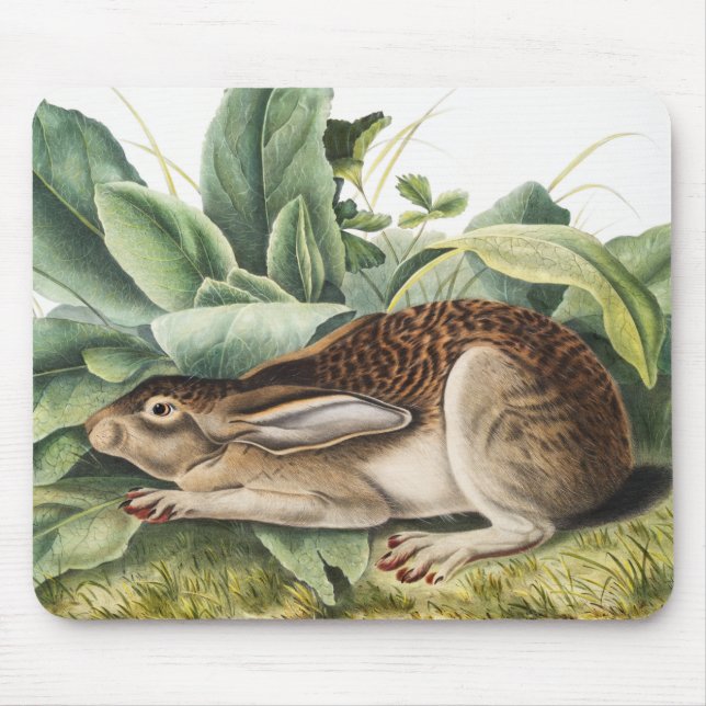 Svart hare (Lepus negricaudatus) Musmatta (Framsidan)