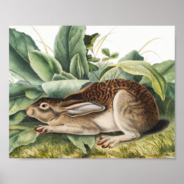 Svart hare (Lepus negricaudatus) Poster (Framsidan)
