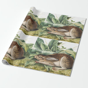 Svart hare (Lepus negricaudatus) Presentpapper