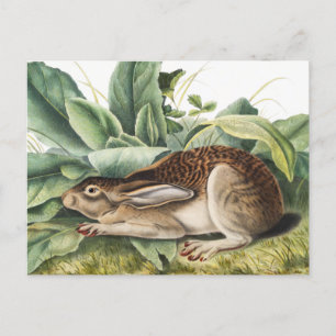Svart hare (Lepus negricaudatus) Vykort