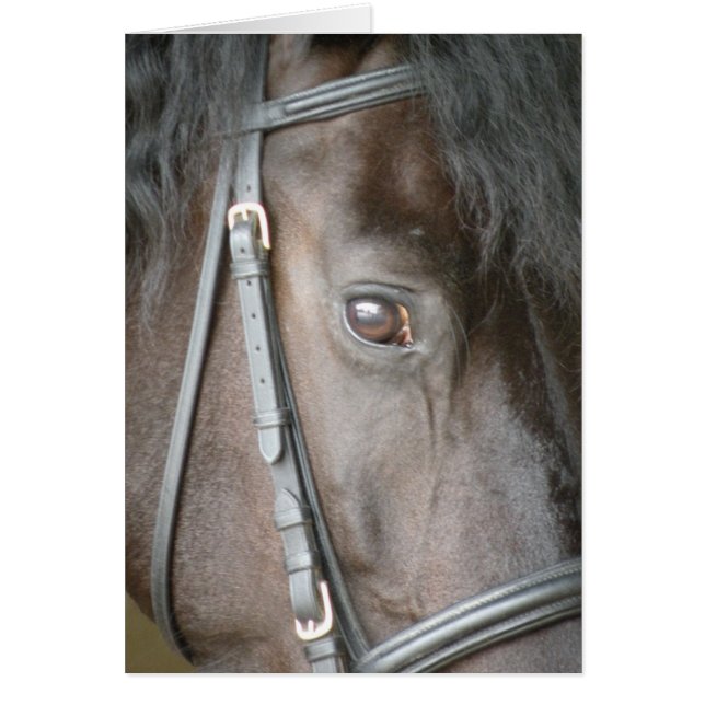 Svart häst hälsningskort (Framsidan)