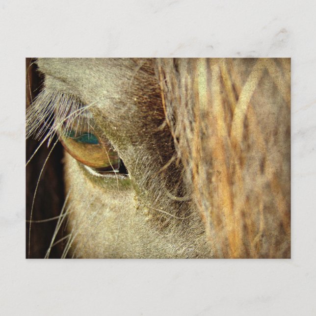 Svart Häst Öga Vykort (Framsida)