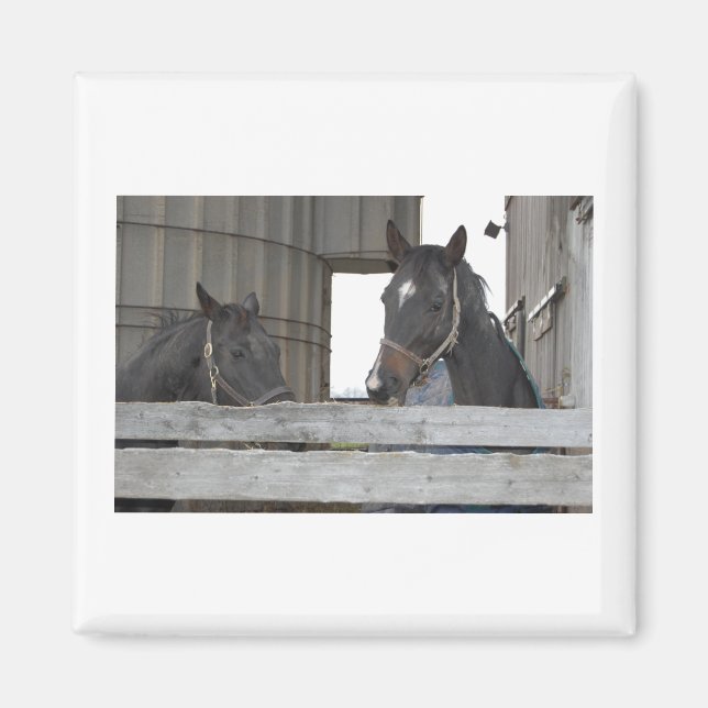 Svart häst/Ranch Magnet (Framsidan)