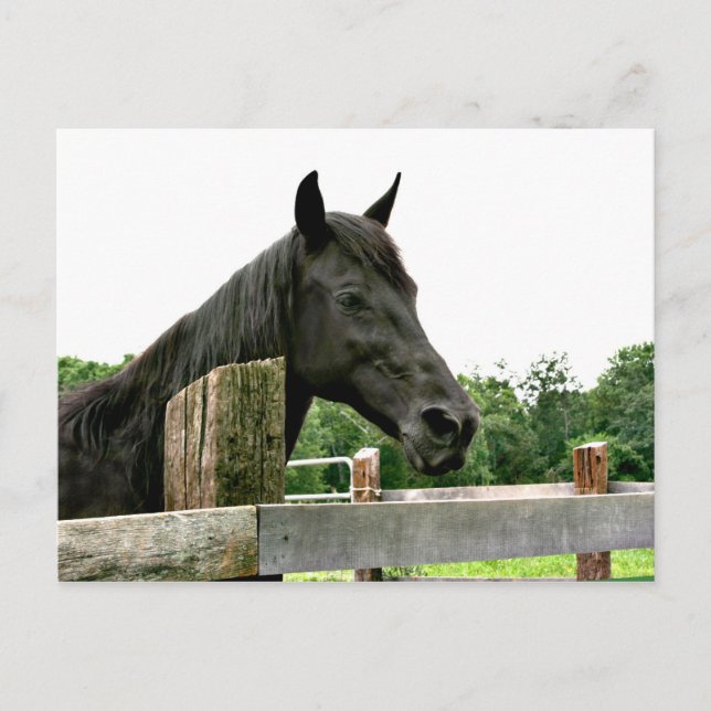 Svart häst vykort (Framsida)