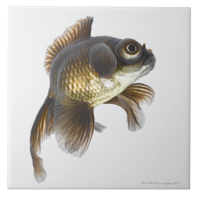 Svart hedguldfisk (Carassiusauratus) 2 Kakelplatta (Framsidan)