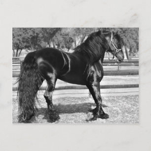 Svart hingst vykort
