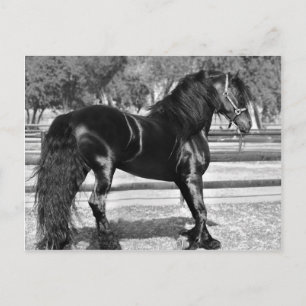 Svart hingst vykort