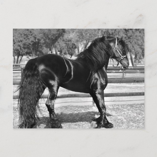 Svart hingst vykort (Framsida)