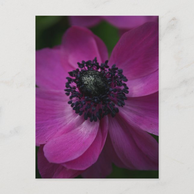 Svart hjärta 2 Blommig Fotografi Postkort Vykort (Framsida)