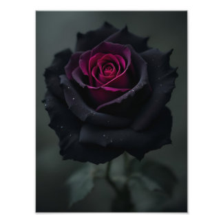 Svart hjärta ros fototryck