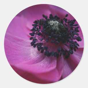 Svart hjärtats Lila Rosa Anemone Round Sticker Runt Klistermärke