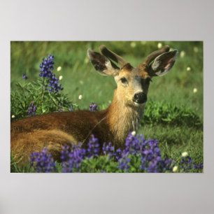 Svart Hjort, Odocoileus hemionus), in Poster
