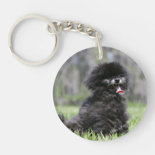 Svart höga Pomeranian