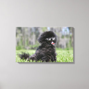 Svart höga Pomeranian Canvastryck