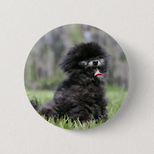Svart höga Pomeranian Knapp