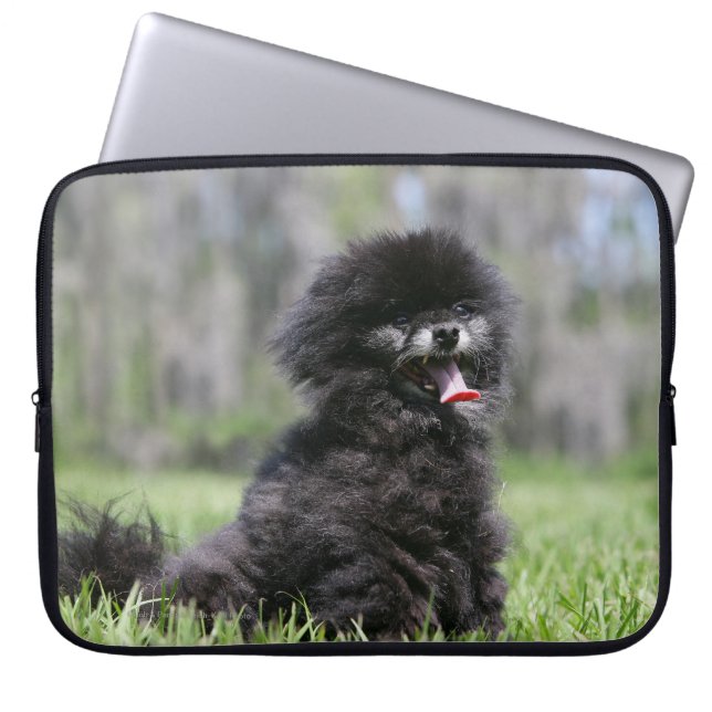 Svart höga Pomeranian Laptop Sleeve (Framsidan)