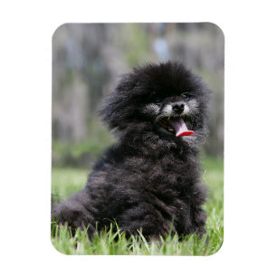 Svart höga Pomeranian Magnet