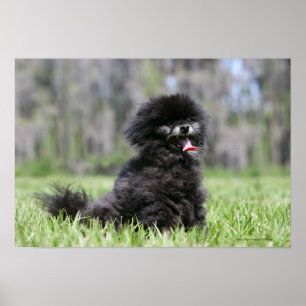 Svart höga Pomeranian Poster