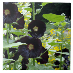 Svart Hollyhocks Kakelplatta