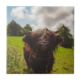 Svart höns med bete grönt fält sol med ljus kakelplatta