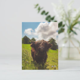 Svart höns med bete grönt fält sol med ljus vykort