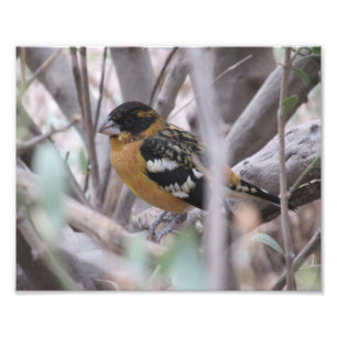 Svart-hövdad Grosbeak Fototryck