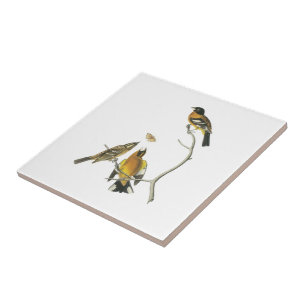 Svart-hövdad Grosbeak vid Audubon Kakelplatta