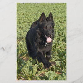 Svart Hund