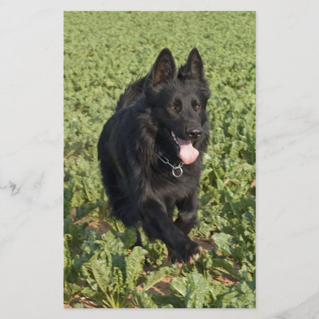 Svart Hund (Framsida)
