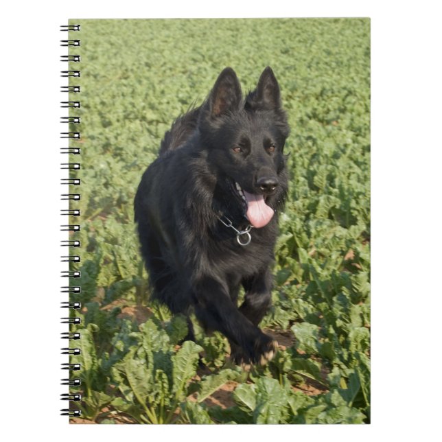 Svart Hund Anteckningsbok Med Spiral (Framsidan)