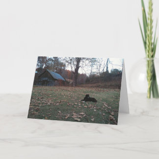 Svart Hund av Autumn Barn Julkort Kort