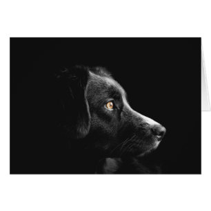 Svart Hund - bevakning Hälsningskort